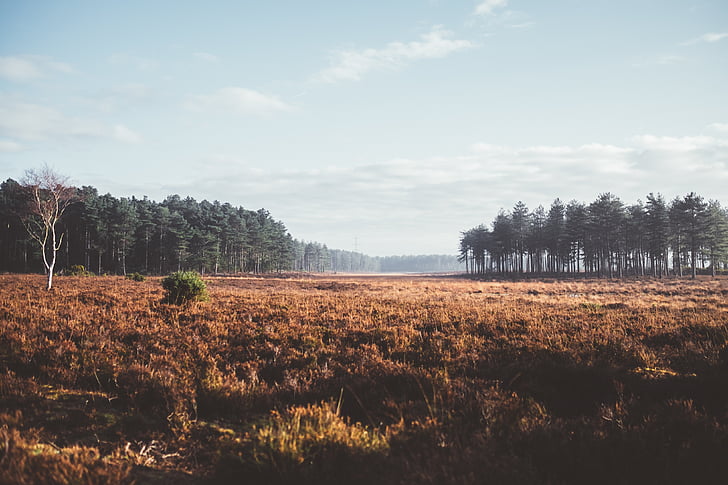 hnědá, tráva, pole, Les, strom, venkova, krajina
