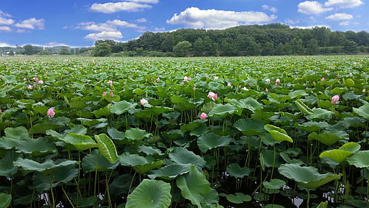 Lotus, резервоар, дъждовния сезон, в пълен разцвет