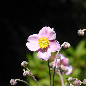 japan anemone, anemone, pink, flower, hahnenfußgewächs, garden plant, blossom