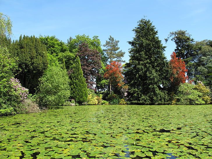 trädgårdar, Park, naturen, grön, sommar, Utomhus, sjön