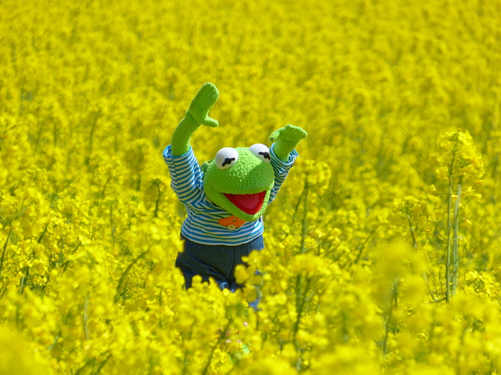 àmbit de rapeseeds, granota, Kermit, groc, flor, flor, planta