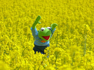 field of rapeseeds, frog, kermit, yellow, blossom, bloom, plant