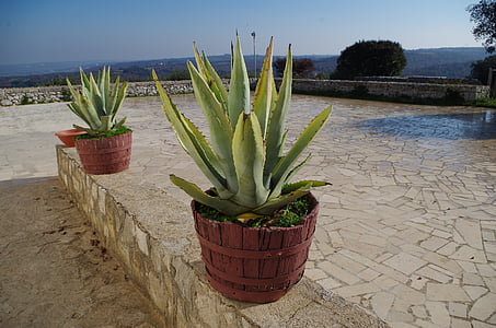 barsento, Puglia, campagne, Apulië, natuur, plant