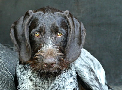 dog, animal, pet, hundeportrait, puppy, german wirehaired, cute