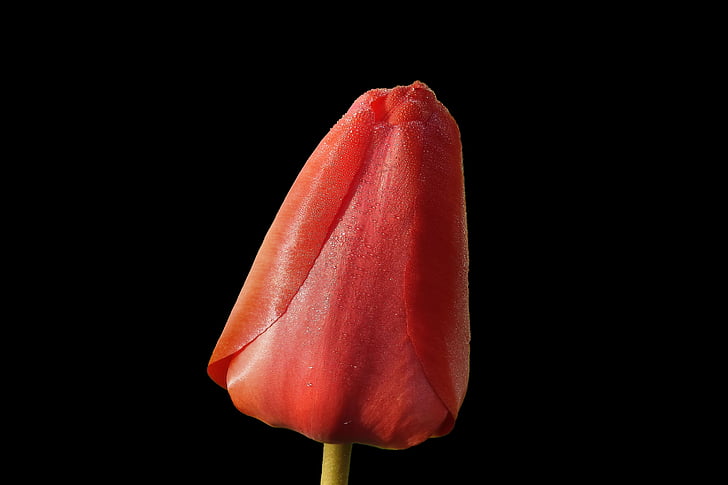 tulipán, piros, tavaszi, természet, Bloom, közeli kép:, szirom