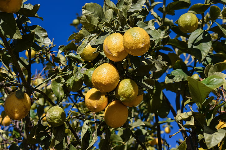 citron, Lemon tree, morgen, frugt, vinter, gul, mad og drikke