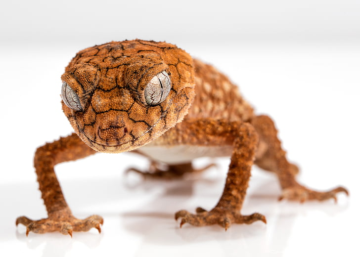 Gecko, karkea nuppi, centralian, lisko, eläinten, Australia, nuppi