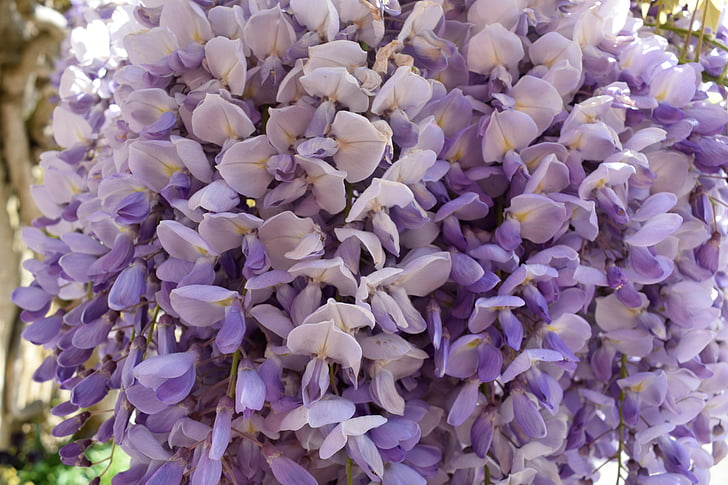 ungu, bunga, kelopak, putih, Blossom, ungu, bunga-bunga ungu