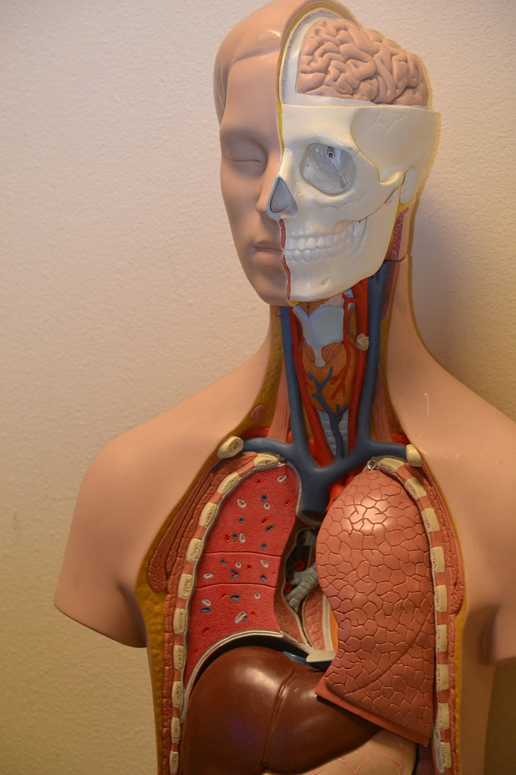 medicinski, Anatomija, znanost, anatomske, tijelo, biologija, pluća