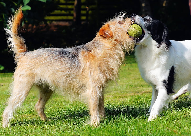 gossos, jugar, jardí, pilota, gran, mesura de forces, descarat