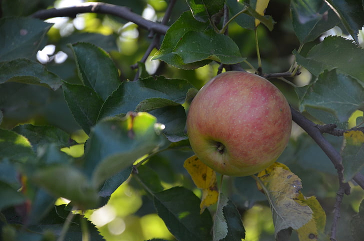 Apple, roheline, roheline õun, toidu, terve, puu, värske