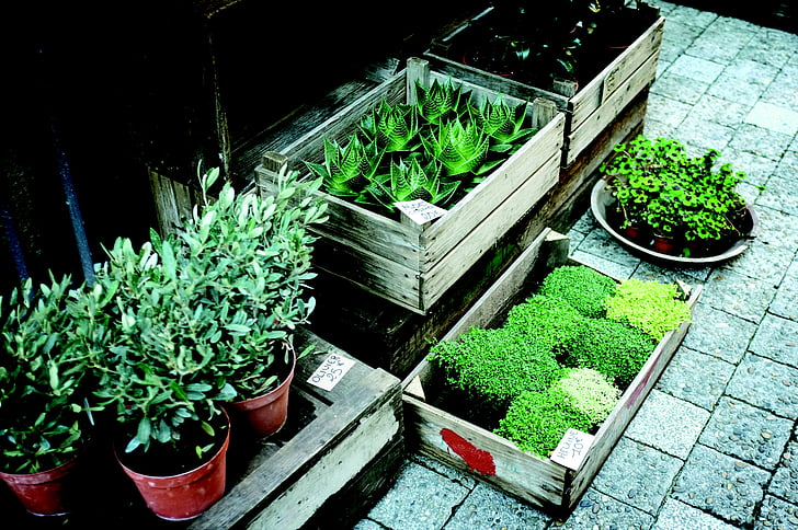 flora, nursery, olive plants, plants, pots, succulents, green color