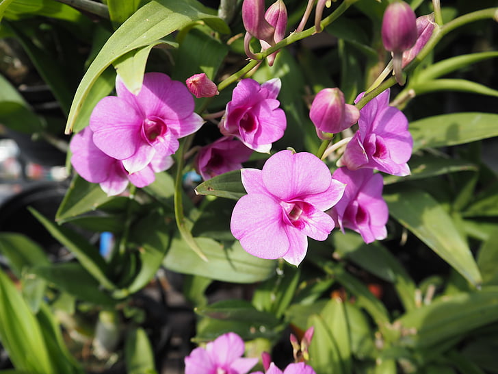orchidej, Thajská orchid, fialová, růžová, Příroda, zahrada, květ