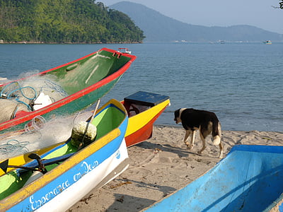 kanoter, stranden, torra bar, Ubatuba, São paulo, Brasilien, båt