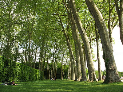 træer, Versaille, Frankrig, Park, haven, landskab, rejse