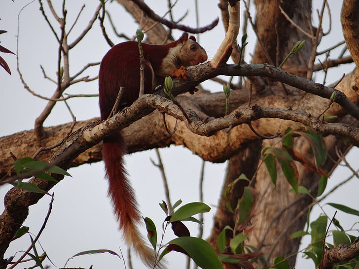 Malabar óriás mókus, (Ratufa indica), indiai királymókus, Karnataka, Dandeli, India