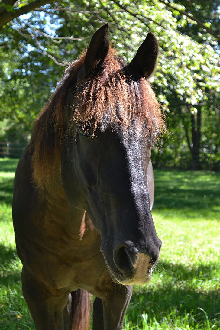 horse, black horse, equine, pasture, gelding, quarter horse, snip