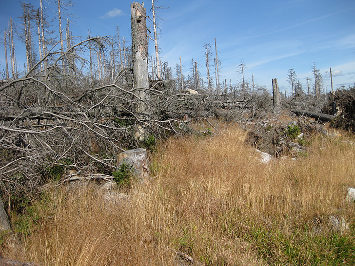 Dying tree, kuollutta puuta, kuollut kasvi, Happosade, Metsä, Grove