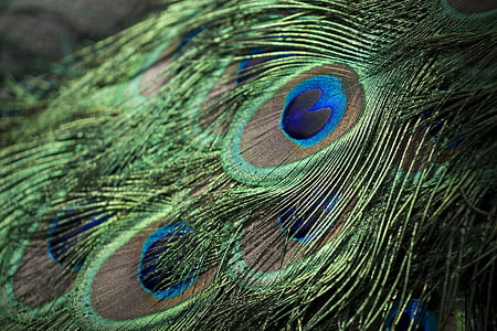 paon, plumes, oiseau, coloré, animal, texture, plumage