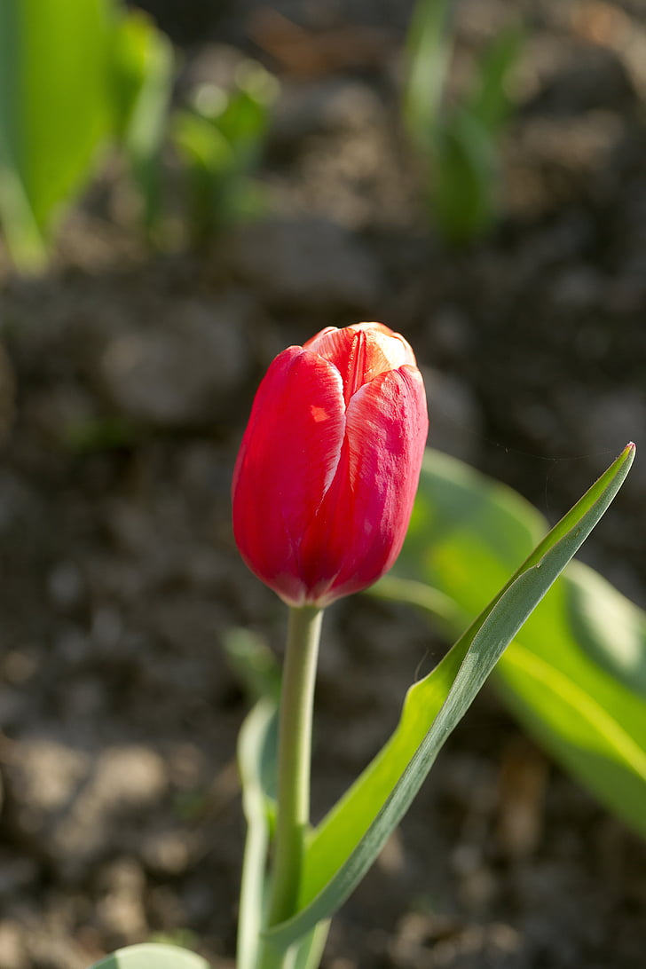 flor, Tulipa, vermelho, flores, planta, closeup, flor