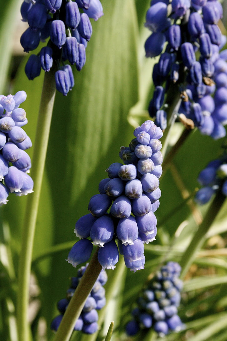 uva azul, primavera, bulbos de