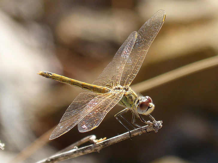 dragonfly, iridescent, translucent wings, branch, onychogomphus costae, insect, one animal