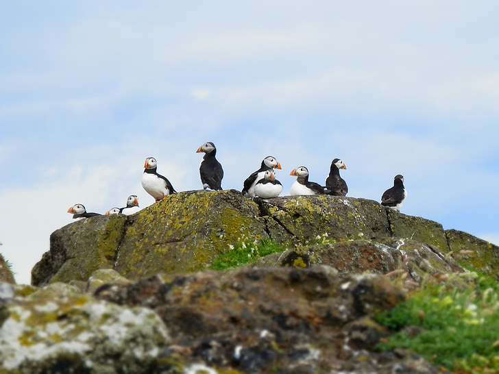 puffins, seabird, nature, wild, animal, cliff