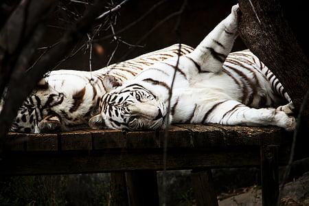 Tiger, hvit, katten, rovdyr, dyr, dyreliv, lek