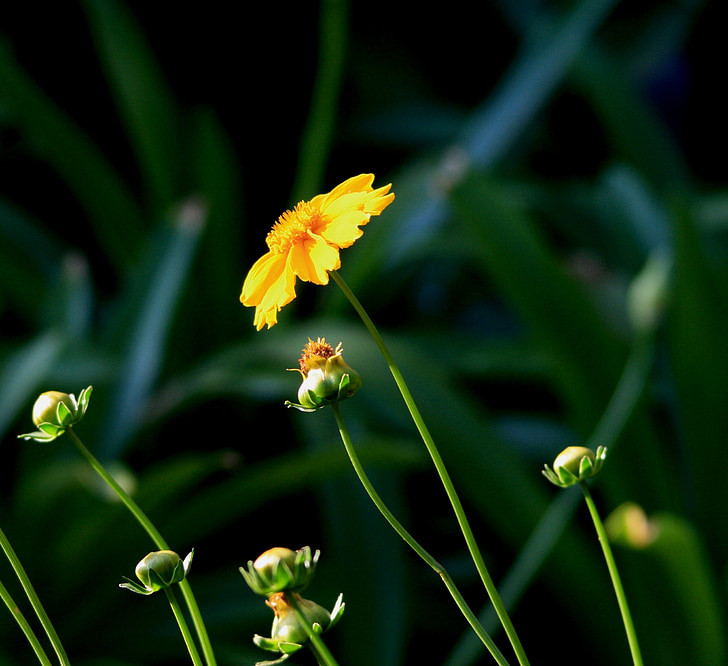 Daisy, blomst, enkelt, gul, knopper, stilke, lang