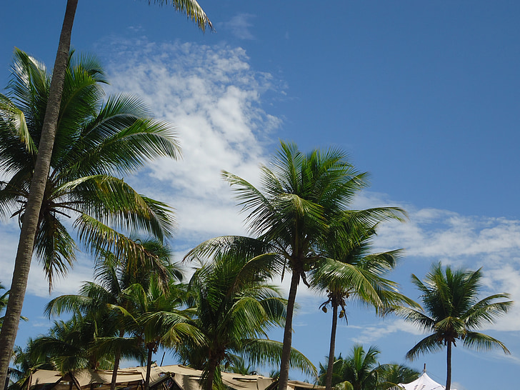 kókusz fák, Sky, Beach, Bahia, felhők, nyári, nap