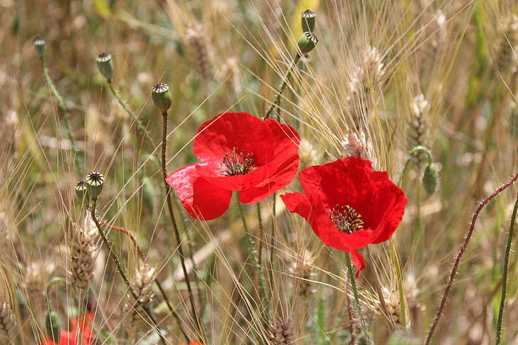 poppies, wheat, yellow, flowers, red, nature, fields