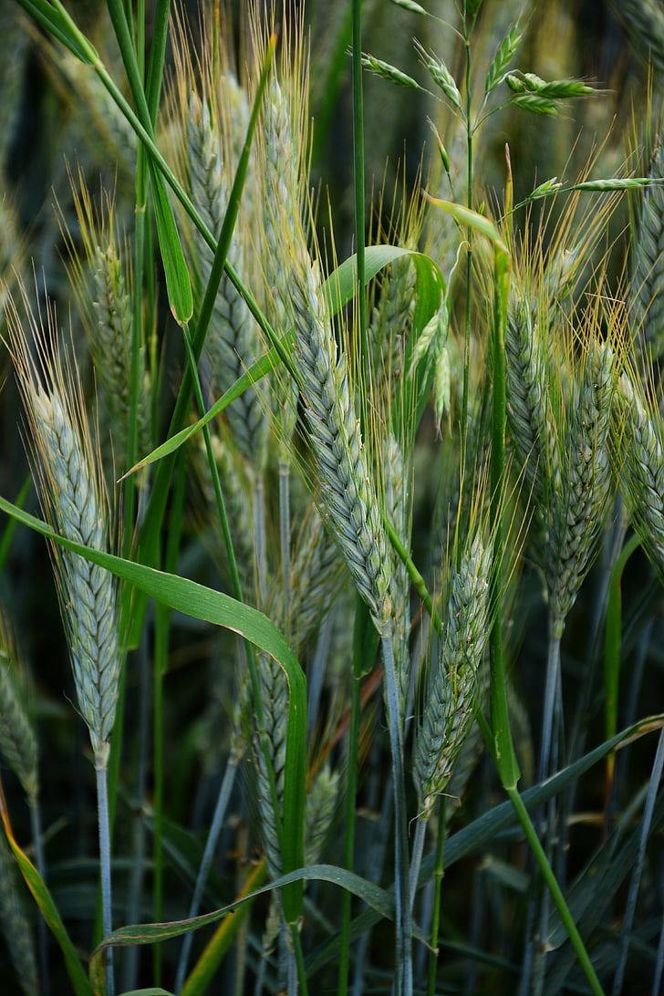 barley, cereals, cornfield, halme, spike, barley field, agriculture