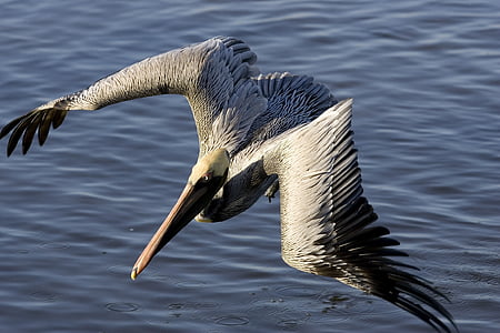 brun pelican, Flying, fuglen, dyreliv, natur, ikonet, nebb
