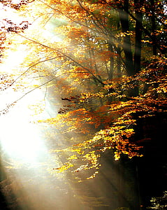 Metsä, valo, Syksy, puut, lehdet, väri, Sunbeam