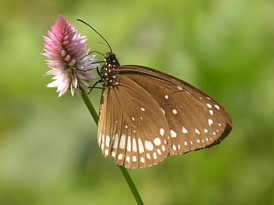 Motyl, zielony, owad, różowy kwiat