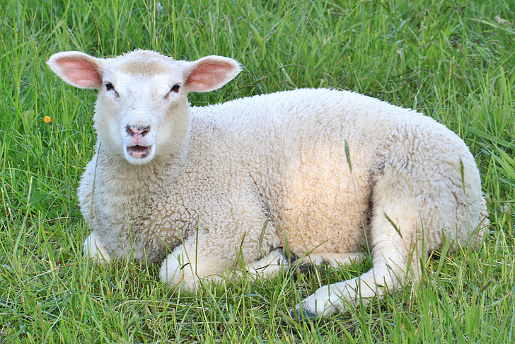 lambad, lambaliha, talled, loomade, noor loom, loomade maailm, looma