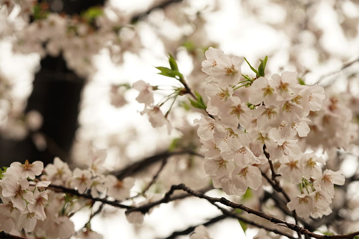 Wuhan, blomma, träd, naturen, gren, Springtime, Blossom