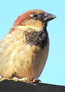Sparrow, con chim, Thiên nhiên, thành phố, phóng to
