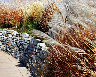 stenen muur, hoog gras, schilderachtige, steen, gras, muur, natuurlijke