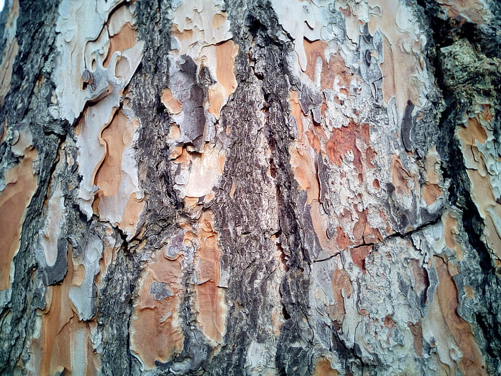 trunk, bark, texture, background, tree, stone pine, tree bark