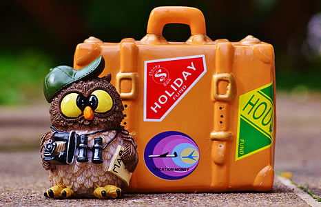 Owl, du lịch, bản đồ, ống nhòm, máy ảnh, đi du lịch, kỳ nghỉ
