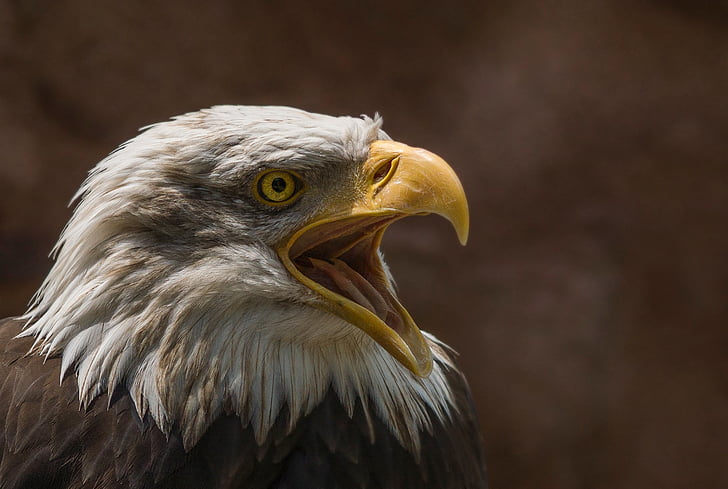 Adler, λευκό κεφάλι, πουλί της λείας, φαλακρός αετός, Raptor, Λευκή ουρά αετός, Κλείστε