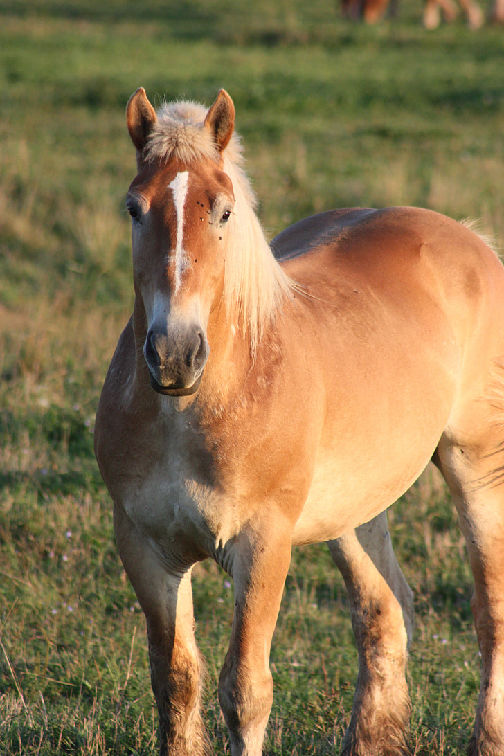 con ngựa, Amish, percheron, động vật, Quốc gia, hoạt động ngoài trời, vùng nông thôn