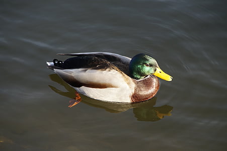 Дрейк, зеленоглава патица, мъжки, вода птица, патица, птица, езеро