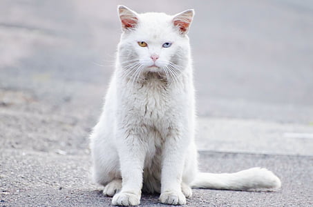 animal, background, beautiful, white, cat, cute, domestic