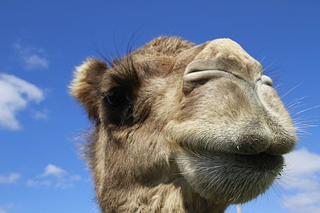 Camel, hlavou strieľal, zblízka, zviera, portrét, Príroda, tvár