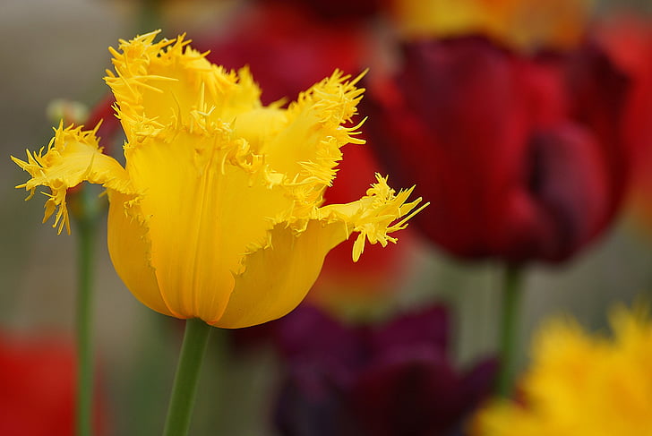 flowers, tulips, plant, garden, summer, flora, wawel