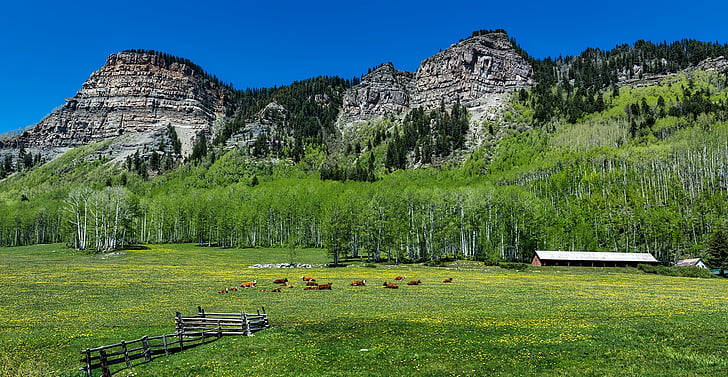 Colorado, sığır, İnekler, sürü, çiftlik, çiftlik, dağlar