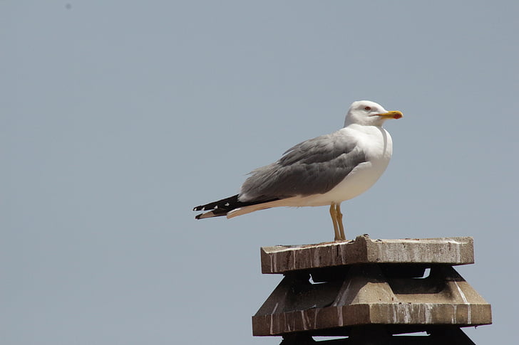 Seagull, Sardinia, meditasi