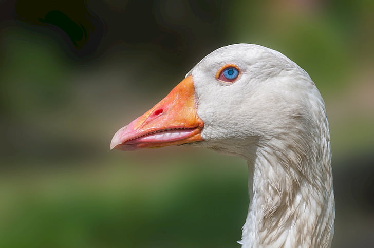 goose, head, domestic, poultry, bird, neck, beak